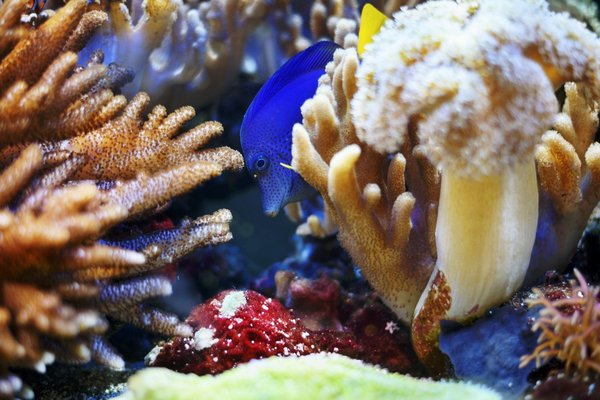 Wie fördere ich das Wachstum meiner Aquariumspflanzen natürlich?