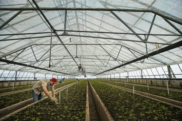 Welche Pflanzen eignen sich hervorragend für die Luftreinigung in einem Raucherhaushalt?